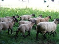 Skot a ovce 32