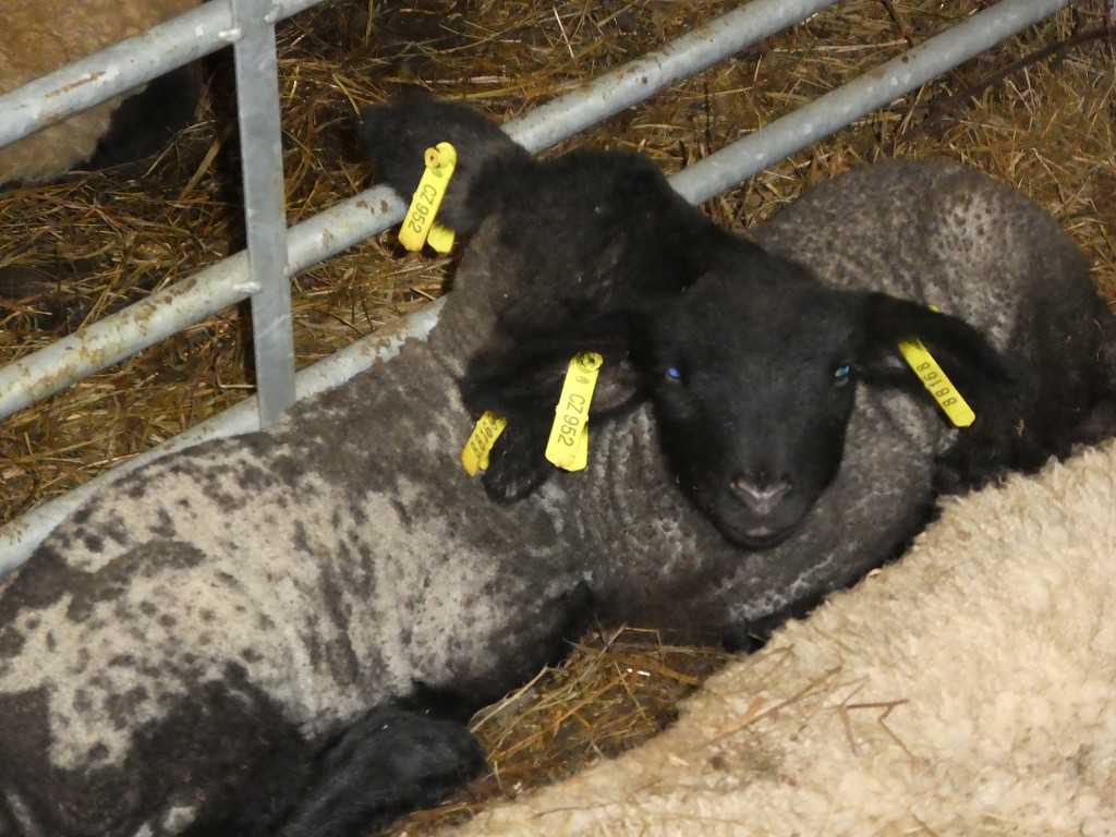 Skot a ovce 52