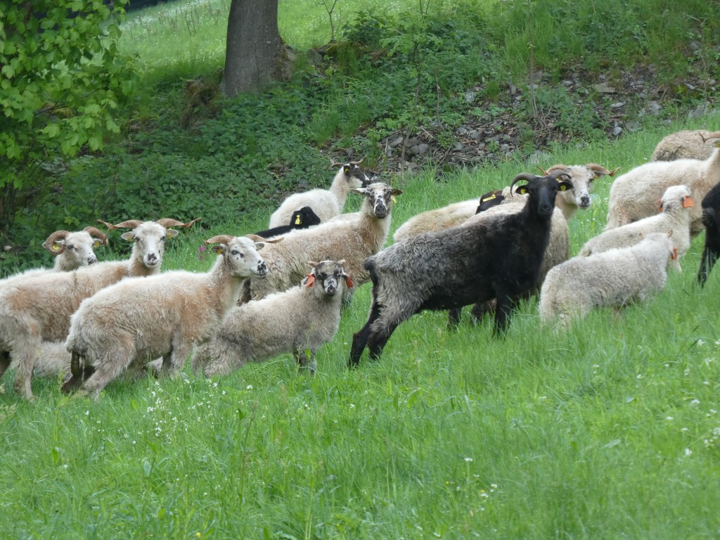 Skot a ovce 66